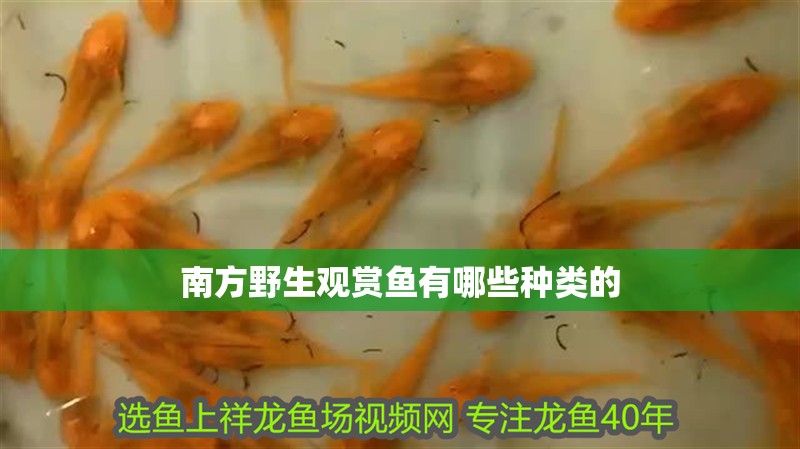 魚缸過濾器選購指南:自制魚缸過濾器魚缸上置過濾器對于養魚愛好者的必備知識 南方野生觀賞魚有哪些種類的 觀賞魚百科 南方野生觀賞魚有哪些種類的 南方野生觀賞魚有哪些種類的 觀賞魚百科