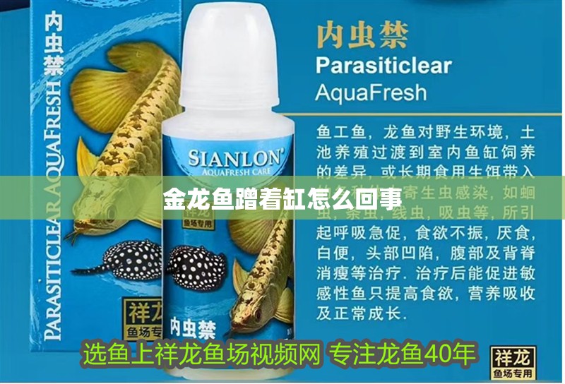 金龍魚蹭著缸怎么回事