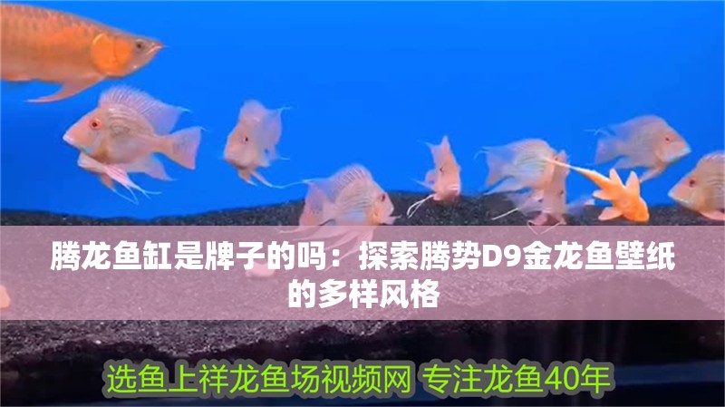 騰龍魚缸是牌子的嗎：探索騰勢D9金龍魚壁紙的多樣風(fēng)格