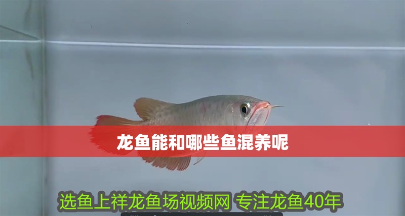 龍魚能和哪些魚混養呢