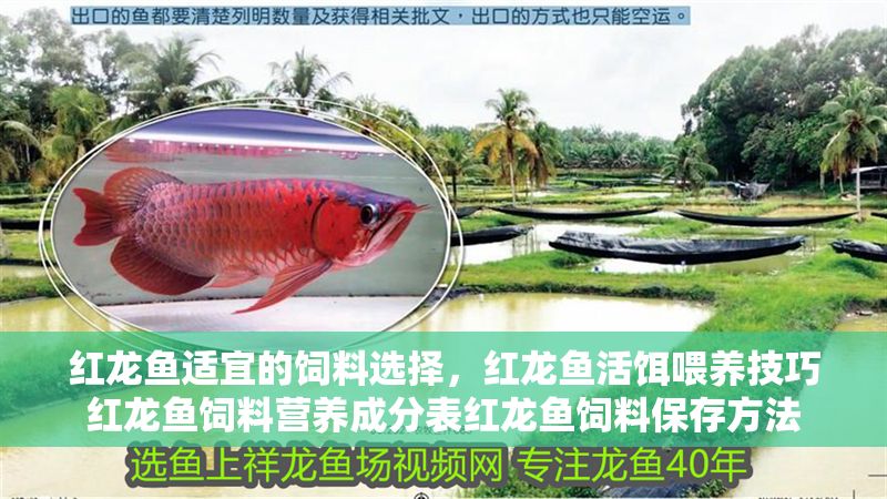 紅龍魚適宜的飼料選擇，紅龍魚活餌喂養(yǎng)技巧紅龍魚飼料營養(yǎng)成分表紅龍魚飼料保存方法