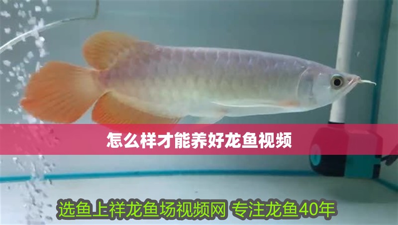怎么樣才能養好龍魚視頻 怎么樣才能養好龍魚視頻 龍魚百科