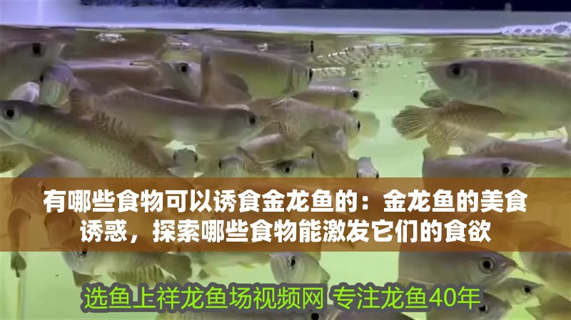 有哪些食物可以誘食金龍魚的：金龍魚的美食誘惑，探索哪些食物能激發它們的食欲