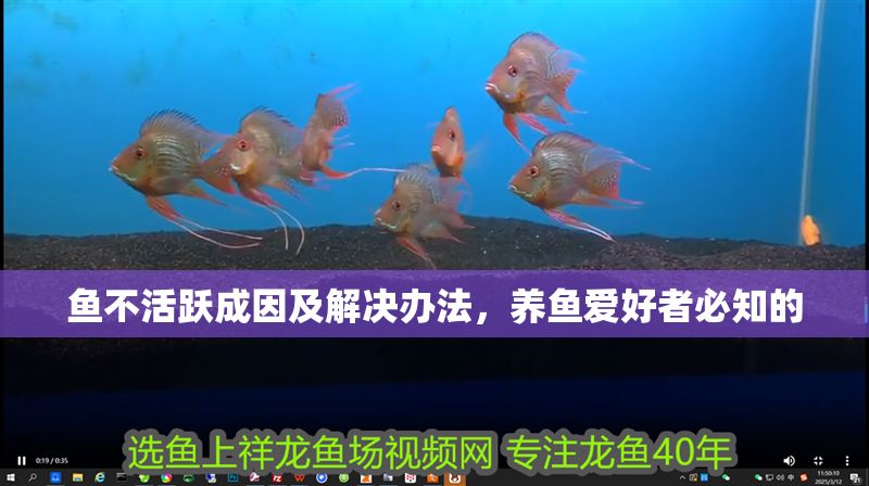 魚不活躍成因及解決辦法，養(yǎng)魚愛好者必知的
