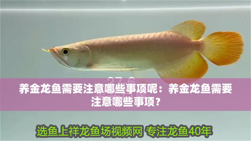 養金龍魚需要注意哪些事項呢：養金龍魚需要注意哪些事項？