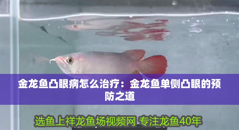 金龍魚凸眼病怎么治療：金龍魚單側(cè)凸眼的預(yù)防之道