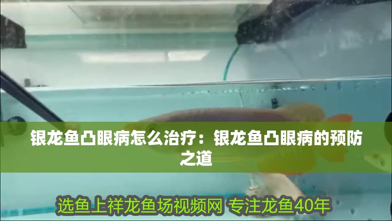 銀龍魚凸眼病怎么治療：銀龍魚凸眼病的預(yù)防之道