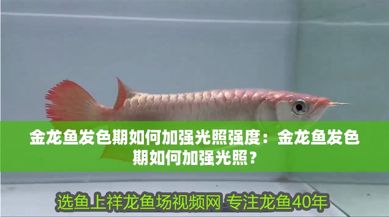 金龍魚發色期如何加強光照強度：金龍魚發色期如何加強光照？