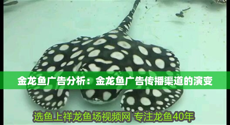金龍魚廣告分析：金龍魚廣告傳播渠道的演變
