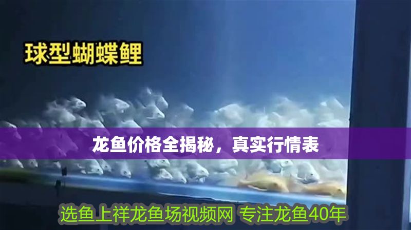 龍魚價(jià)格全揭秘，真實(shí)行情表