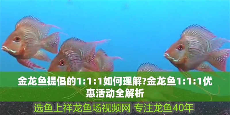 金龍魚提倡的1:1:1如何理解?金龍魚1:1:1優(yōu)惠活動(dòng)全解析