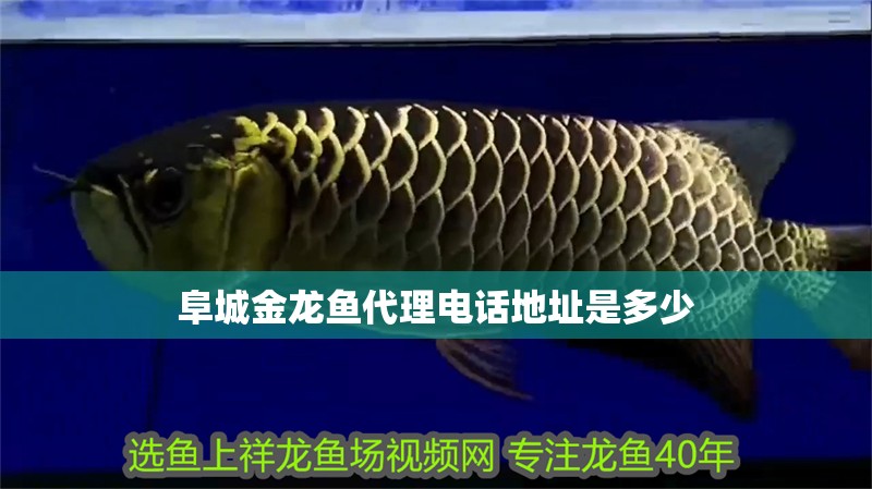 <strong><mark>阜城</mark></strong>金龍魚代理電話地址是多少
