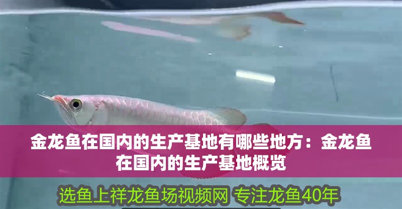 金龍魚在國內的生產基地有哪些地方：金龍魚在國內的生產基地概覽