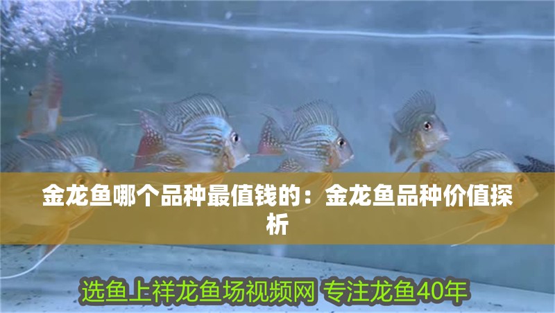 金龍魚哪個品種最值錢的：金龍魚品種價值探析