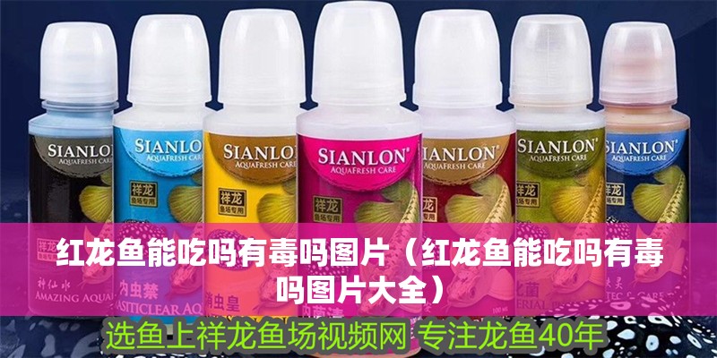 紅龍魚能吃嗎有毒嗎圖片（紅龍魚能吃嗎有毒嗎圖片大全）
