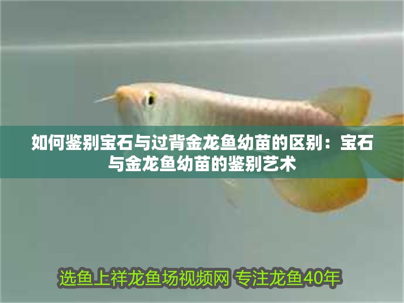 如何鑒別寶石與過背金龍魚幼苗的區別：寶石與金龍魚幼苗的鑒別藝術