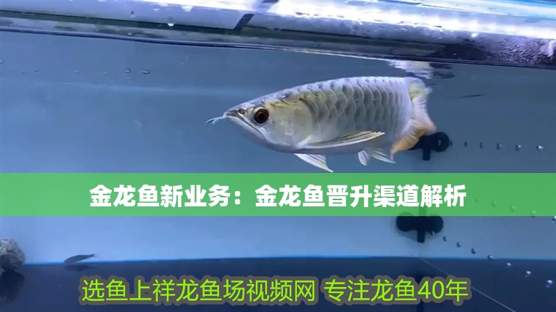 金龍魚新業務：金龍魚晉升渠道解析
