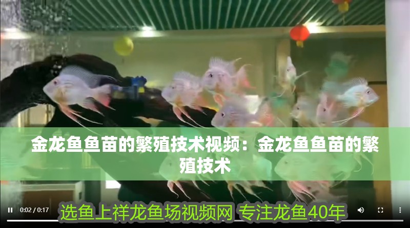 金龍魚魚苗的繁殖技術視頻：金龍魚魚苗的繁殖技術