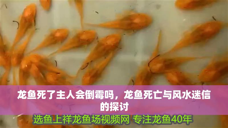 龍魚死了主人會(huì)倒霉嗎，龍魚死亡與風(fēng)水迷信的探討