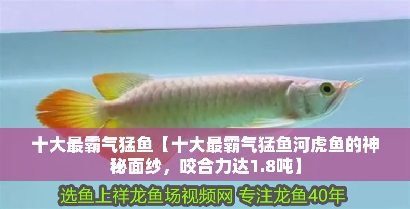 十大最霸氣猛魚【十大最霸氣猛魚河虎魚的神秘面紗，咬合力達1.8噸】 十大最霸氣猛魚【十大最霸氣猛魚河虎魚的神秘面紗，咬合力達1.8噸】 龍魚論壇