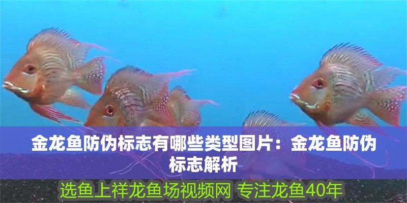 金龍魚防偽標志有哪些類型圖片：金龍魚防偽標志解析