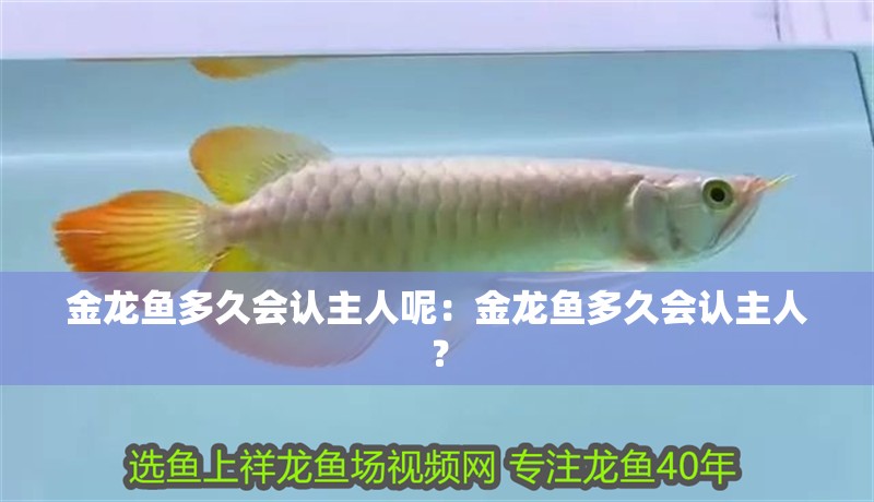 金龍魚多久會認主人呢：金龍魚多久會認主人？