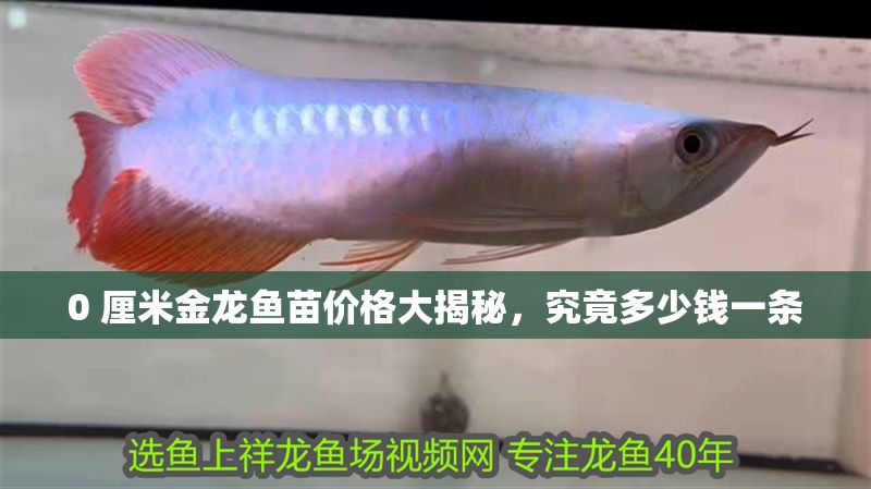 0 厘米金龍魚苗價(jià)格大揭秘，究竟多少錢一條