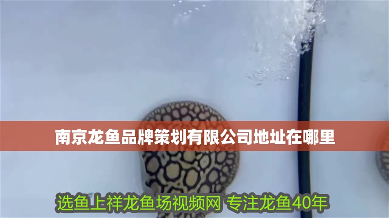 南京龍魚品牌策劃有限公司地址在哪里 南京龍魚品牌策劃有限公司地址在哪里 龍魚百科