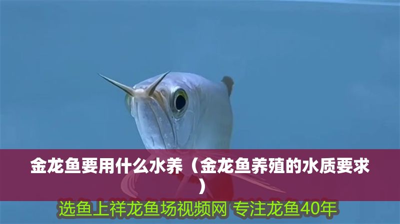 金龍魚要用什么水養(yǎng)（金龍魚養(yǎng)殖的水質(zhì)要求）