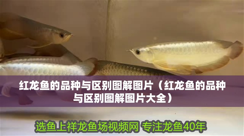 紅龍魚的品種與區(qū)別圖解圖片（紅龍魚的品種與區(qū)別圖解圖片大全）