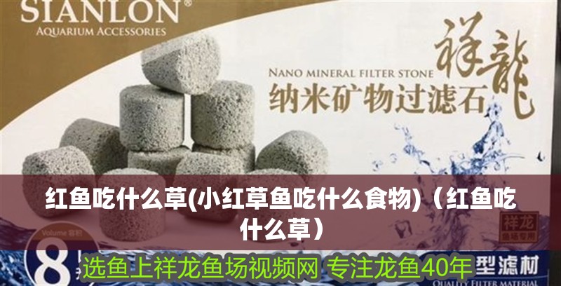 紅魚吃什么草(小紅草魚吃什么食物)（紅魚吃什么草）