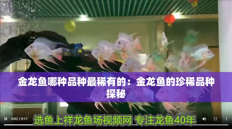 金龍魚哪種品種最稀有的：金龍魚的珍稀品種探秘
