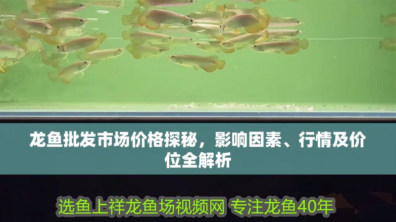 龍魚批發市場價格探秘，影響因素、行情及價位全解析