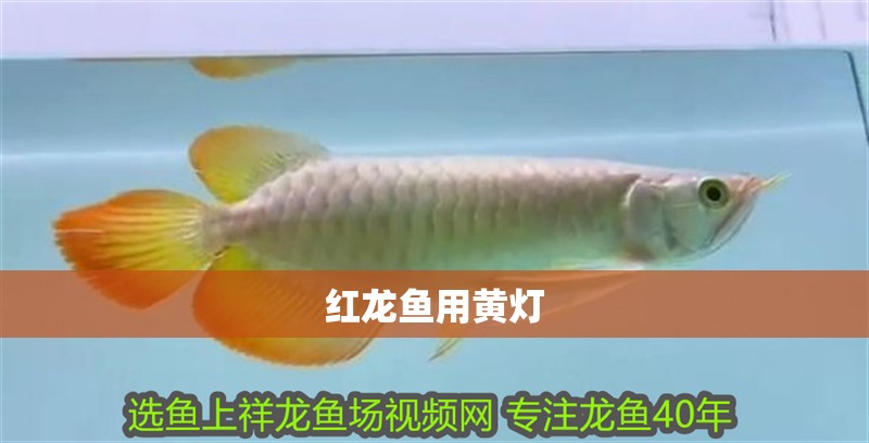紅龍魚用黃燈