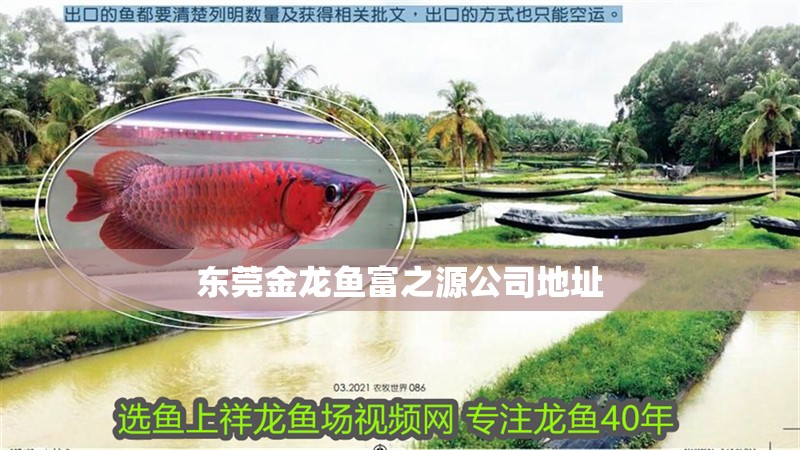 東莞金龍魚富之源公司地址 東莞金龍魚富之源公司地址 龍魚百科