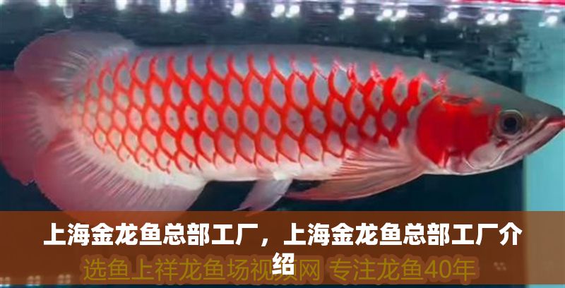 上海金龍魚總部工廠，上海金龍魚總部工廠介紹
