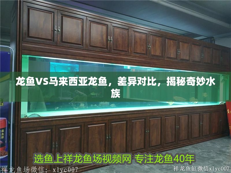 龍魚VS馬來西亞龍魚，差異對比，揭秘奇妙水族