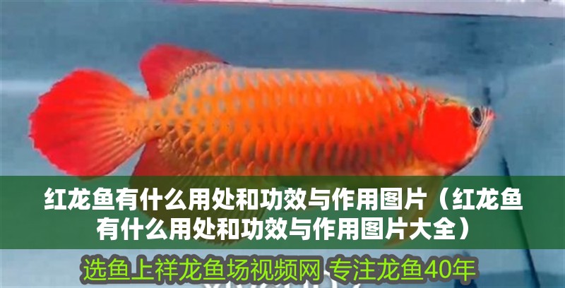 紅龍魚有什么用處和功效與作用圖片（紅龍魚有什么用處和功效與作用圖片大全）