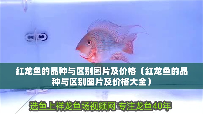 紅龍魚的品種與區別圖片及價格（紅龍魚的品種與區別圖片及價格大全）