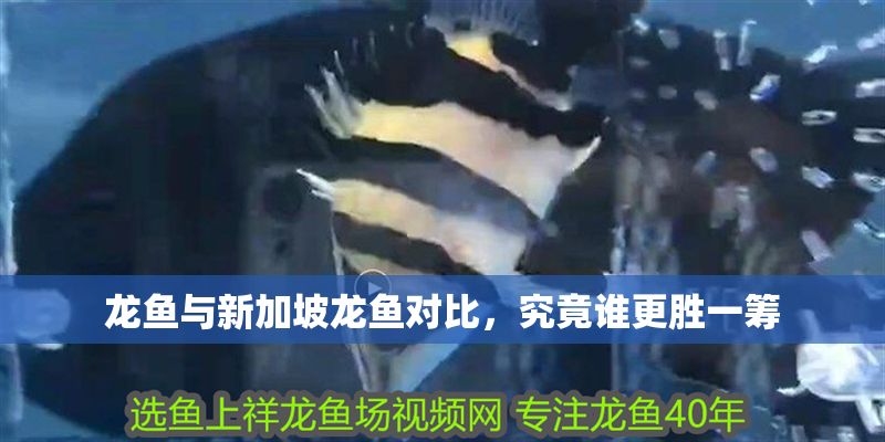 龍魚與新加坡龍魚對比，究竟誰更勝一籌 龍魚與新加坡龍魚對比，究竟誰更勝一籌 龍魚百科 第1張