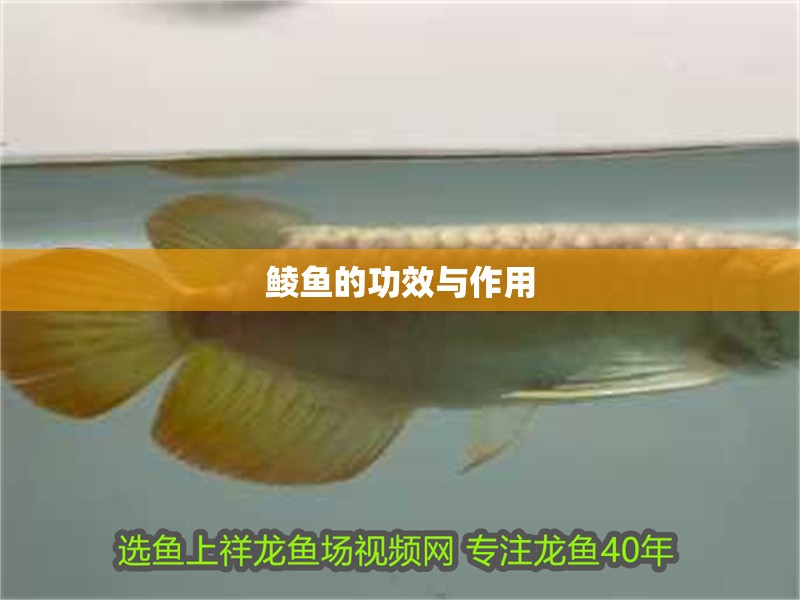 鯪魚的功效與作用
