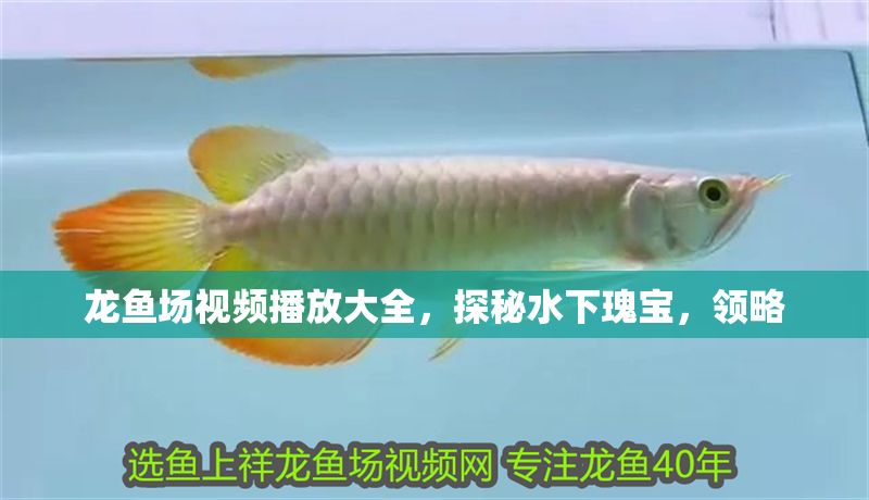 龍魚場(chǎng)視頻播放大全，探秘水下瑰寶，領(lǐng)略