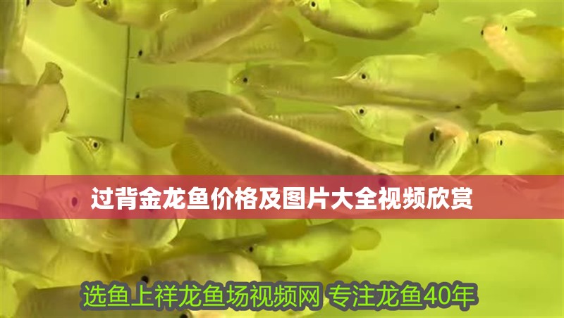 過背金龍魚價(jià)格及圖片大全視頻欣賞 過背金龍魚價(jià)格及圖片大全視頻欣賞 龍魚百科