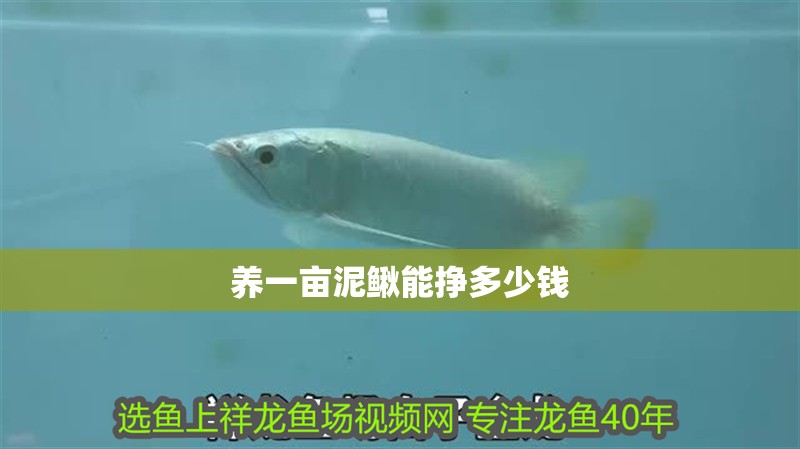 養一畝泥鰍能掙多少錢 養一畝泥鰍能掙多少錢 龍魚百科