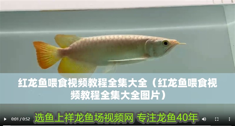 紅龍魚喂食視頻教程全集大全（紅龍魚喂食視頻教程全集大全圖片） 紅龍魚喂食視頻教程全集大全（紅龍魚喂食視頻教程全集大全圖片） 龍魚百科