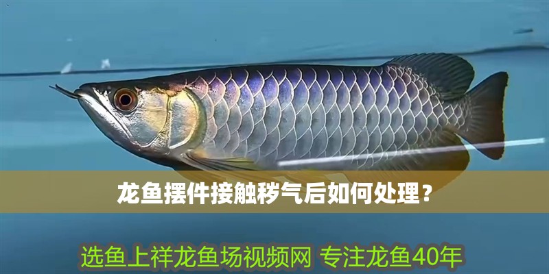龍魚擺件接觸穢氣后如何處理？