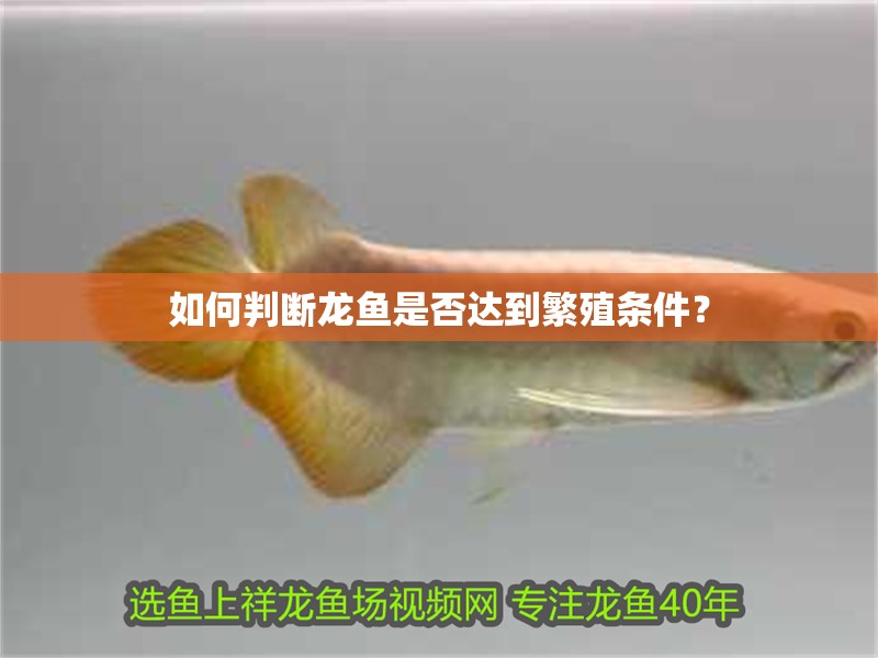 如何判斷龍魚(yú)是否達(dá)到繁殖條件？