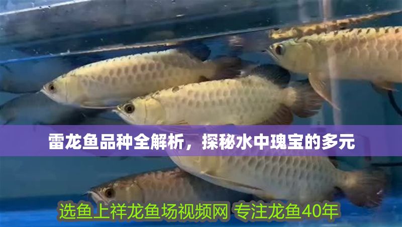 雷龍魚(yú)品種全解析，探秘水中瑰寶的多元