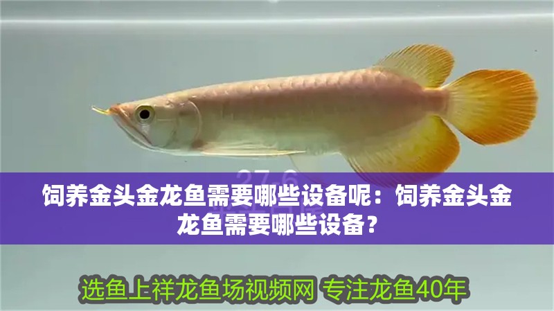 飼養(yǎng)金頭金龍魚需要哪些設(shè)備呢：飼養(yǎng)金頭金龍魚需要哪些設(shè)備？