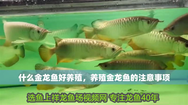 什么金龍魚好養殖，養殖金龍魚的注意事項 什么金龍魚好養殖，養殖金龍魚的注意事項 龍魚百科 第2張
